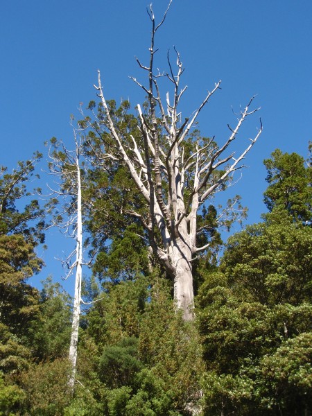 Dead Kauri tree branches