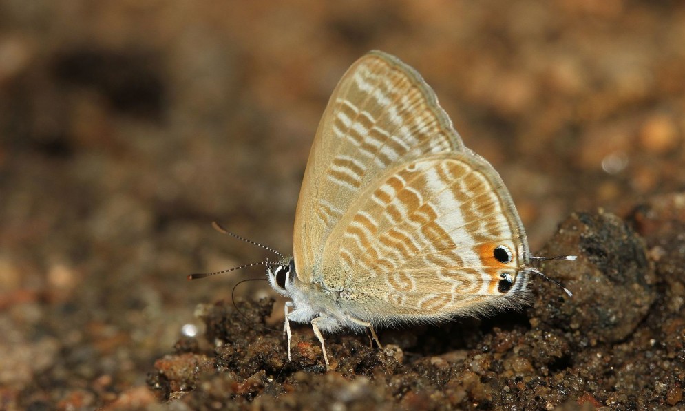 Long-tailed pea blue butterfly