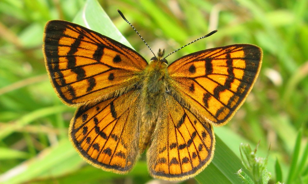 Rauparaha's copper butterfly with wings open