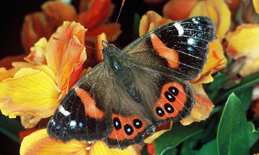 a red admiral butterfly sitting on a flower