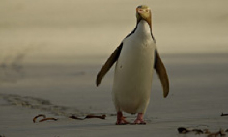 Yellow eyed penguin, Photo: Craig McKenzie