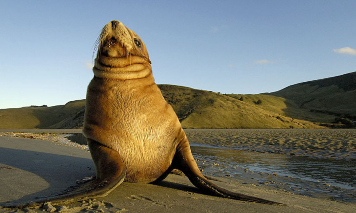 New Zealand sea lion on a beach
