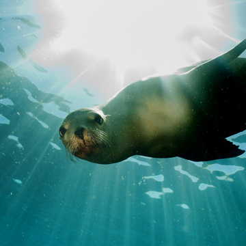 A seal swimming underwater looking directly at the camera.