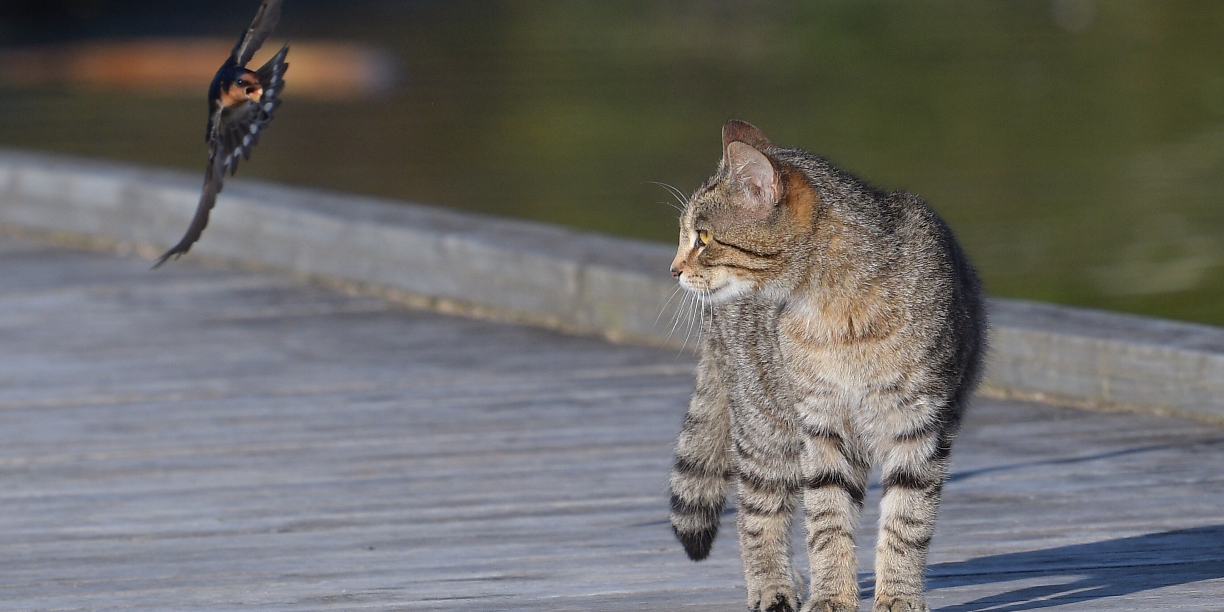 New Zealand, eliminate cats: They kill endangered bird species and