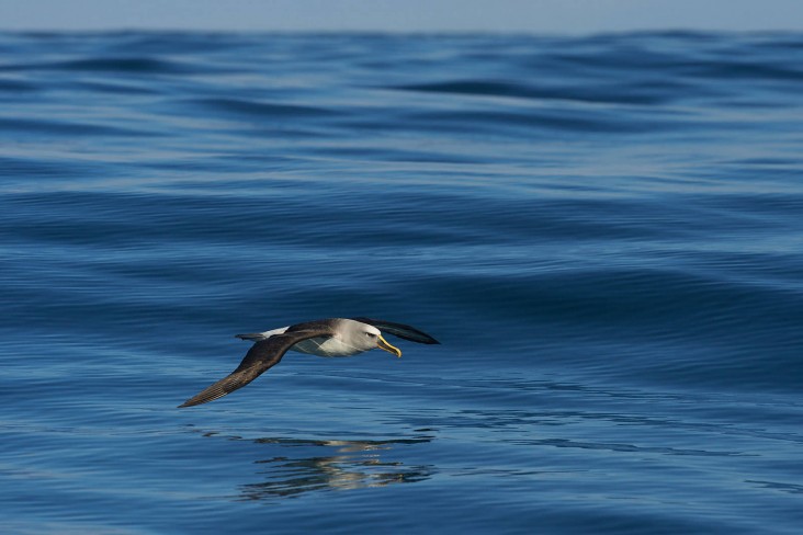 Bullers albatross flying along the surface of the ocean