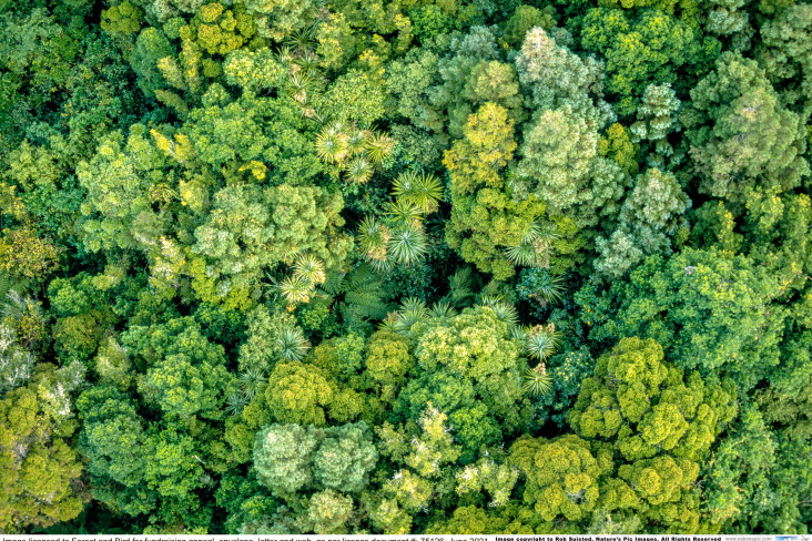 Aerial view of lush forest canopy