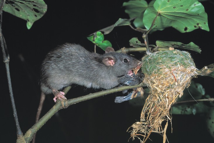 Rat attacking a bird's nest at night