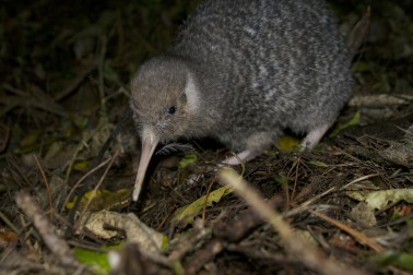 A juvenile little spotted kiwi looking at the camera