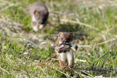 A stoat carries a dead baby bird in its mouth