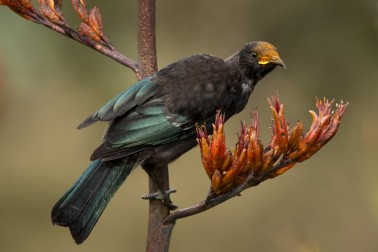 A tui sits on a harakeke (flax) bush, its head covered in pollen from drinking nectar