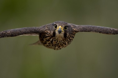 New Zealand falcon, Credit: Craig McKenzie