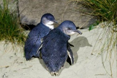 Little penguins at Caroline Bay