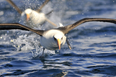 Cambell Island Albatross