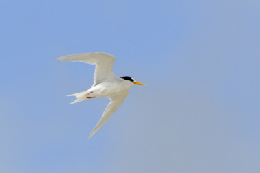 A fairy tern in flight