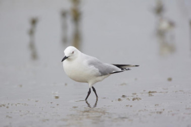 Black-billed gull standing in shallow water