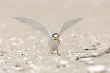 A fairy tern with wings spread standing on a beach