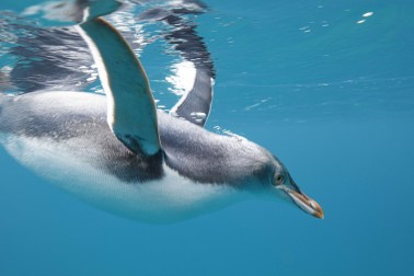Underwater pic of a hoiho (yellow-eyed penguin)