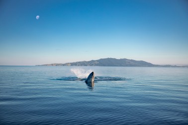 A whale spy-hops in a calm ocean in front of an island