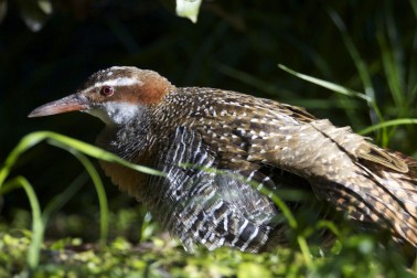 Banded Rail - Credit Luc Hoogenstein