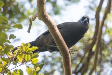 Kokako Credit Tony Dunn Spraggs