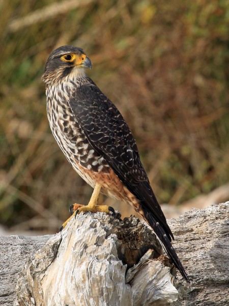 A New Zealand falcon sitting on a rock