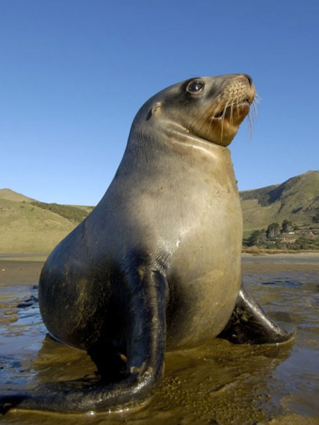 Sea lion pup on the beach in Otago 