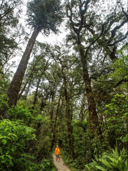 Neil Silverwood staring up at the forest canopy on a track in the Oparara Basin