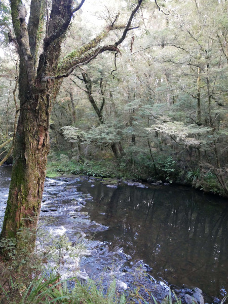 Beech forest with a stream running through it