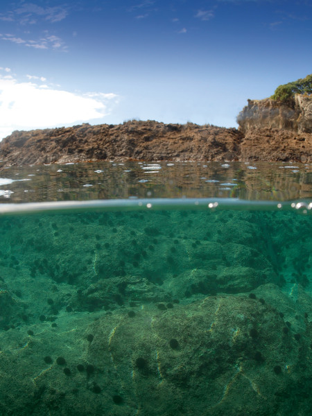 Bare rocks underwater with abundant kina but no plants or fish.