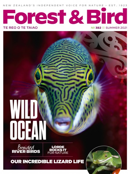 Summer 2021 magazine issue cover page with a clown toado (sharp-nosed puffer fish)