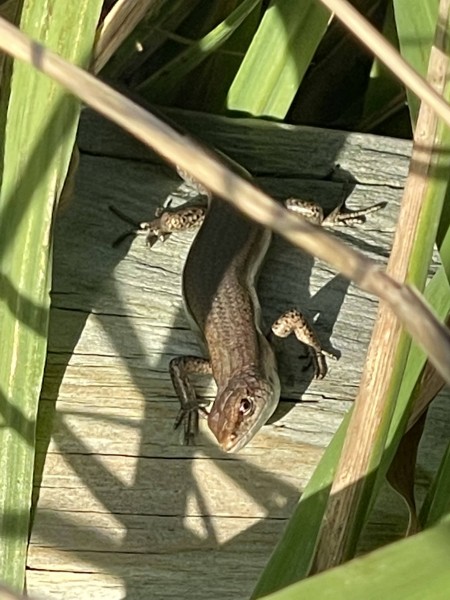 Our warming climate is an issue as it increases pest plants and animals - like this plague skink - and pushes out our native taonga. Image supplied.