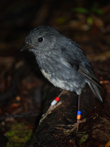 One of the original robins translocated to Puketi Forest in 2009