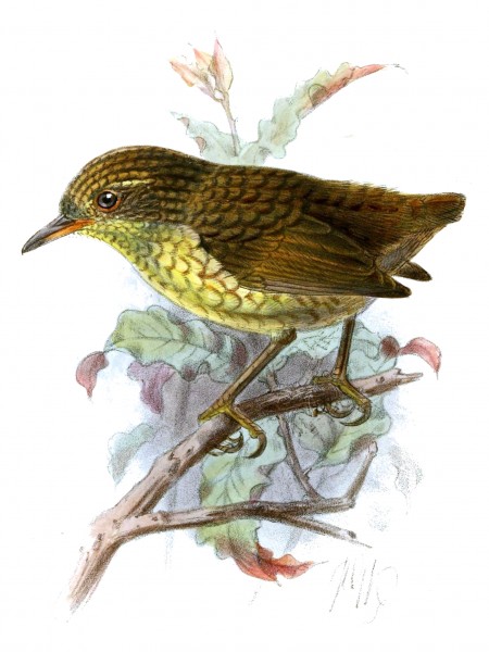 Feral cats caused the extinction of the Lyall’s wren on Stephens Island in the Marlborough Sounds in 1895. It was New Zealand’s only known flightless songbird. The last of the cats were removed 30 years later, but it was too late to save the species. Illustration: Lyall’s wren by John Keulemans, 1885.