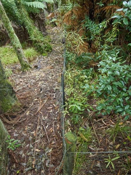 Wallaby and deer exclosure plots show the damage these browsing mammals do to the bush (left) versus the lush greenery of the pest-free area (right). Image Biosecurity NZ