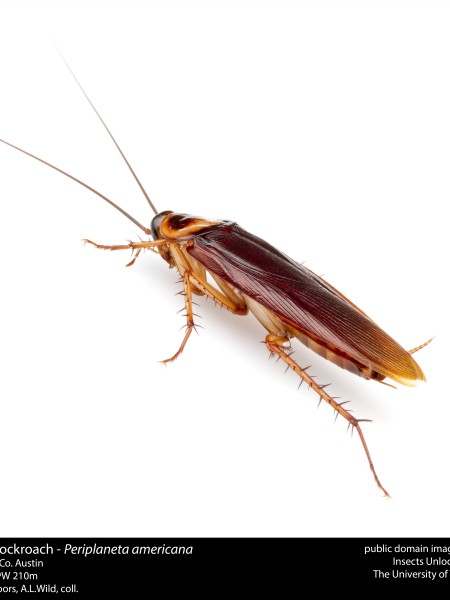 The introduced American cockroach. Image Alex Wild