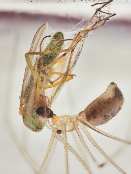 Daddy long-legs catches its prey in a messy tangleweb. Image Bryce McQuillan