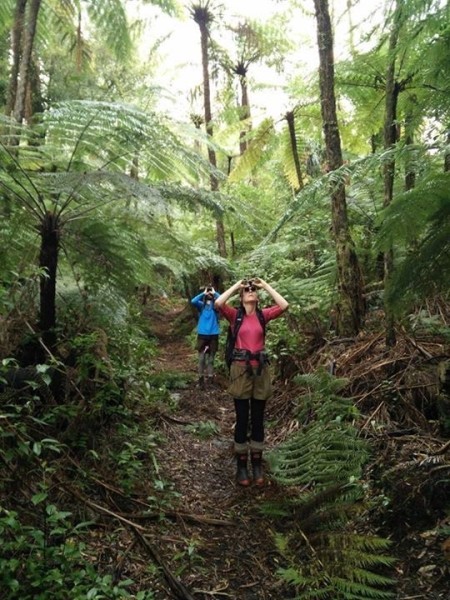 Rotoehu Forest. Credit Rotoehu Ecological Trust
