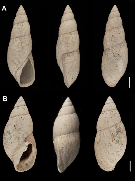 New Zealand’s new species of flax snail. A: Maoristylus pliocenicus and B: Archaeostylus manukauensis. The scale bar is one centimetre. Reproduced from Brook and Hayward, 2022, with the permission of the Royal Society of New Zealand.
