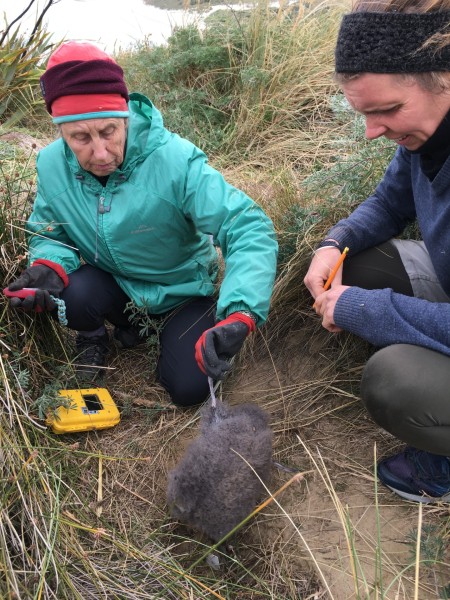Sue Maturin and Francesca Cunningham remove a dead chick killed in its burrow by a ferret. Image Graeme Loh