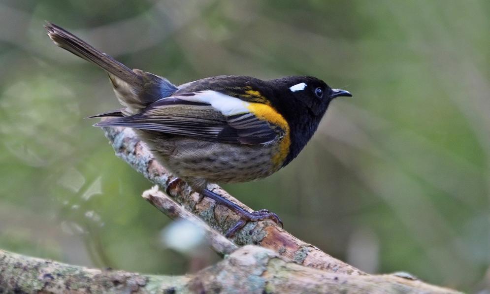 Male Hihi (Stitchbird) sitting on the branch of a tree