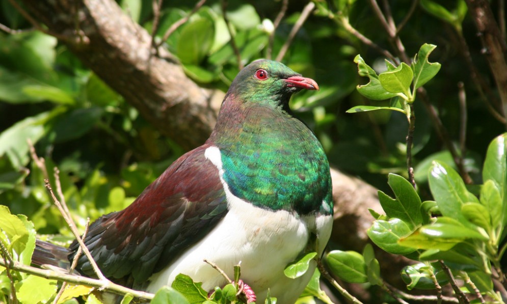 A kererū (wood pigeon) sitting in a tree on Kāpiti Island