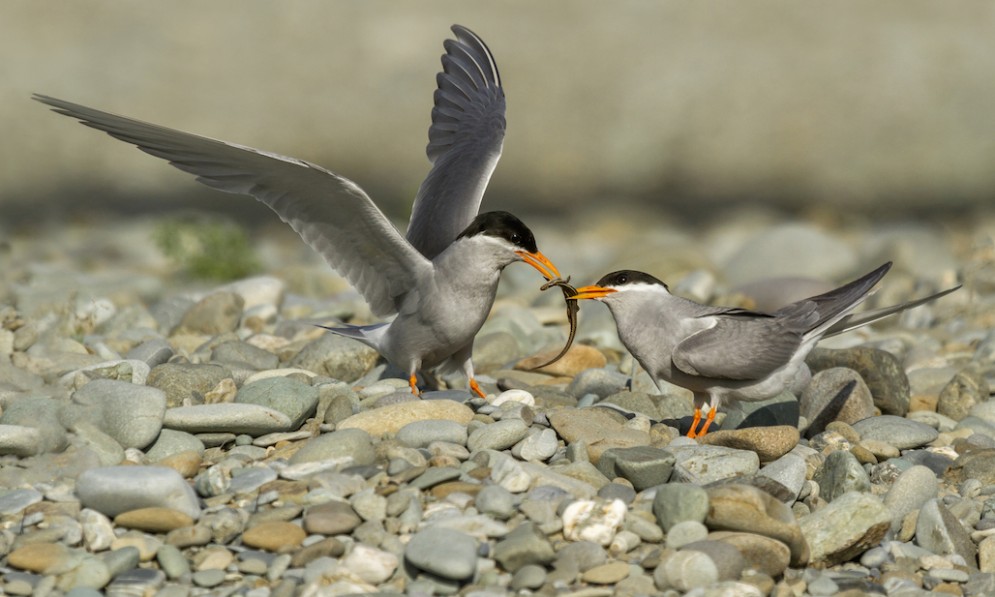 Two black fronted tern fight over a lizard