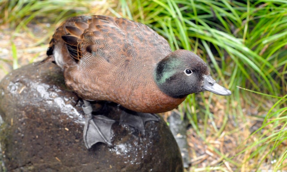 Campbell Island Teal