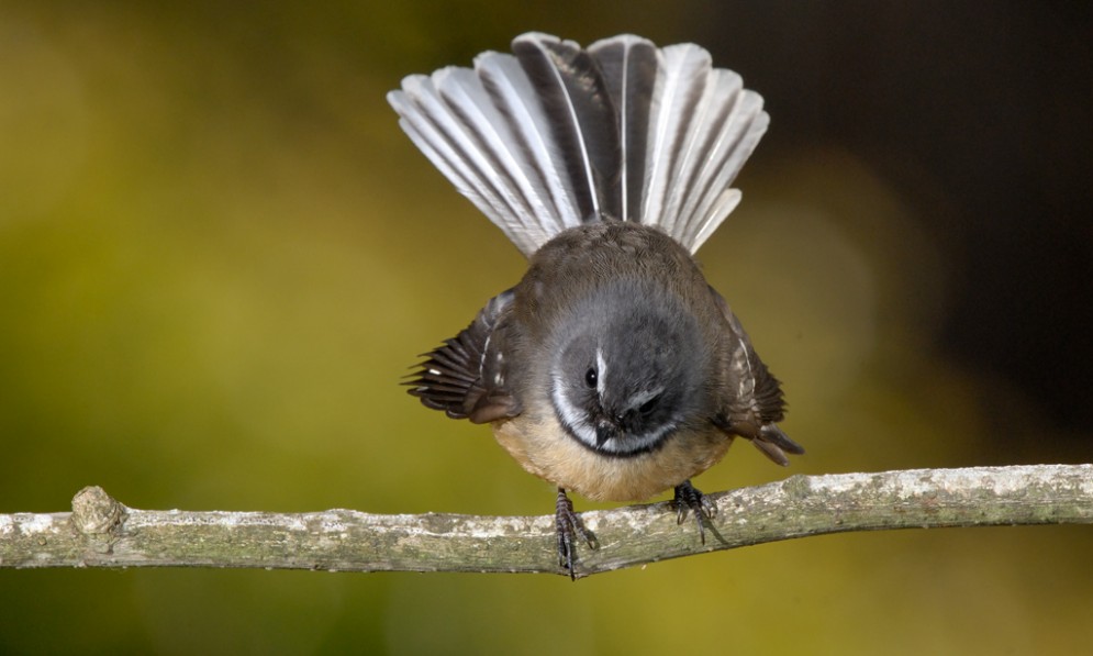 Fantail sitting on a branch with its tail fanned out