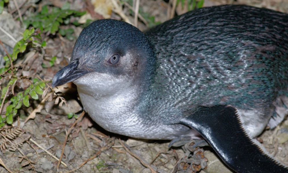 A little penguin (kororā) on Maud Island.
