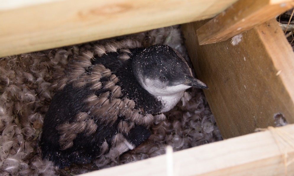 A moulting little penguin in a wooden nest box