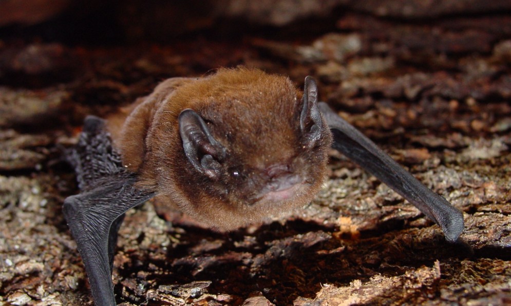 Long-tailed bat
