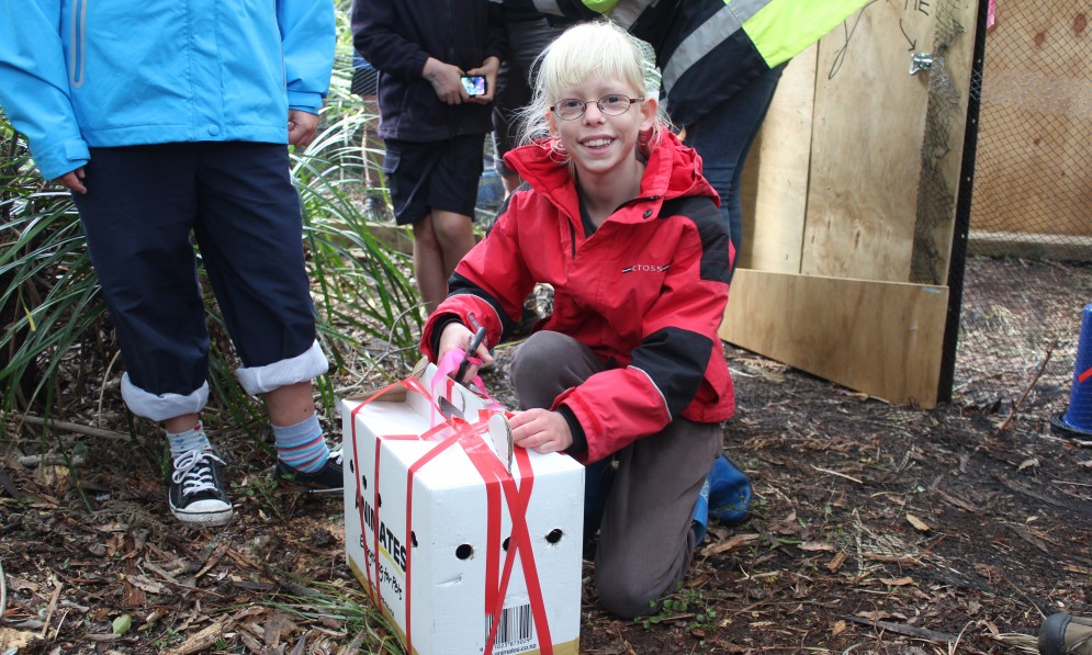 Kiwi Conservation Club member Lottie Clark helps to release weka at Aongatete Forest Park