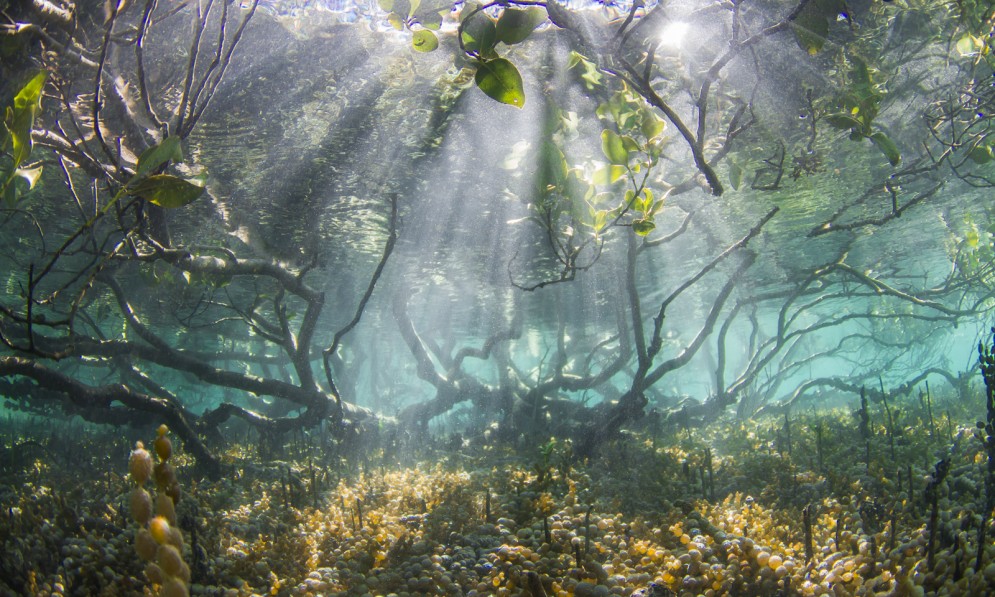 Mangrove roots under water
