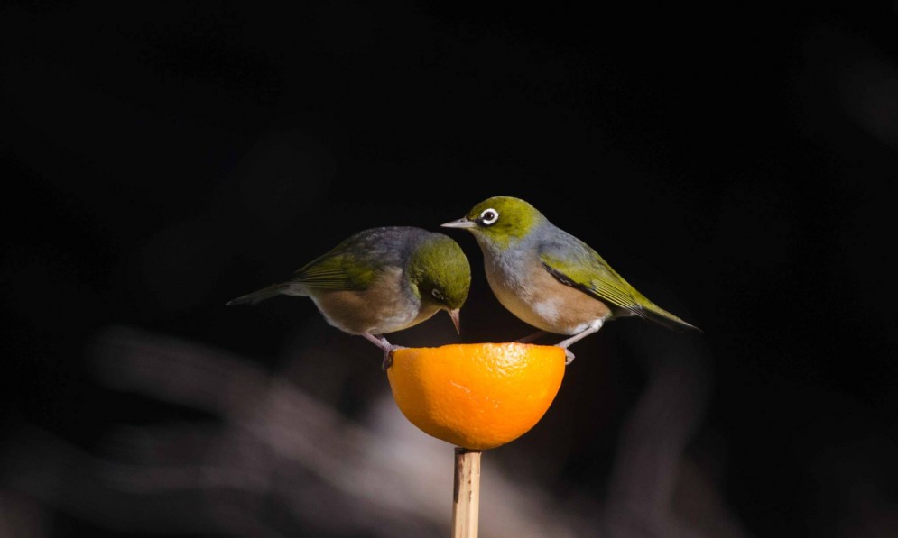 feeding tuis